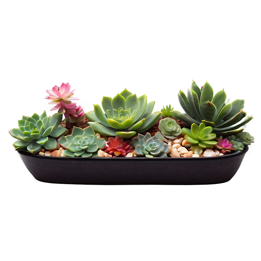 Fairy Garden Succulents Png 06212024