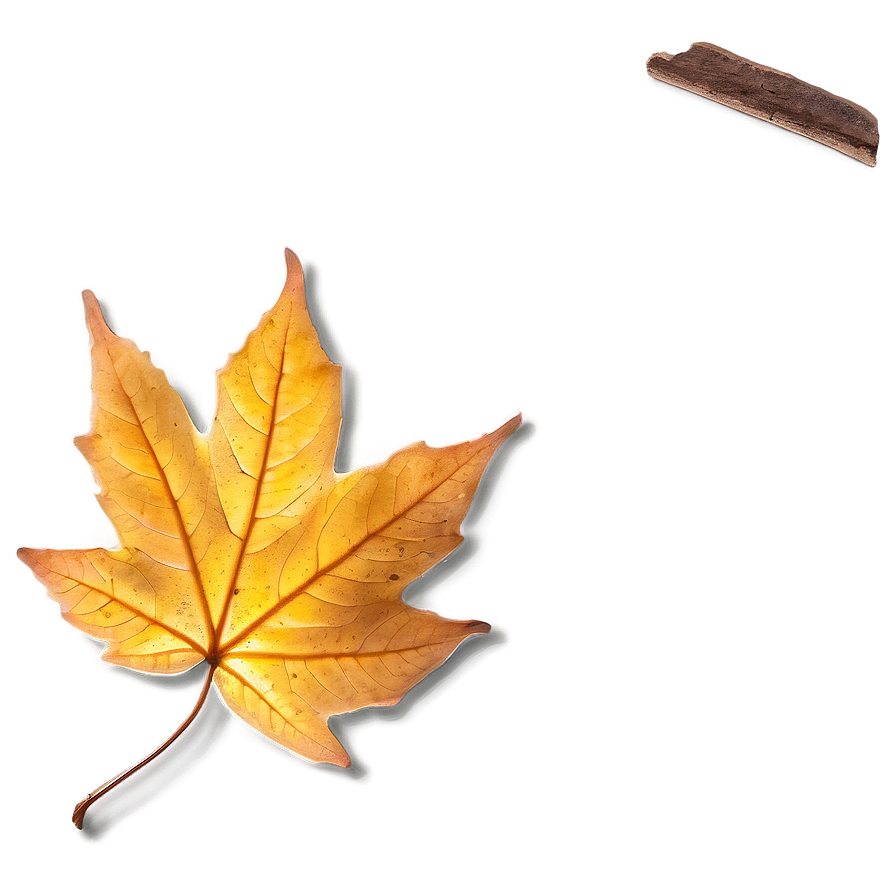 Fall Leaf In Sunlight Png 15