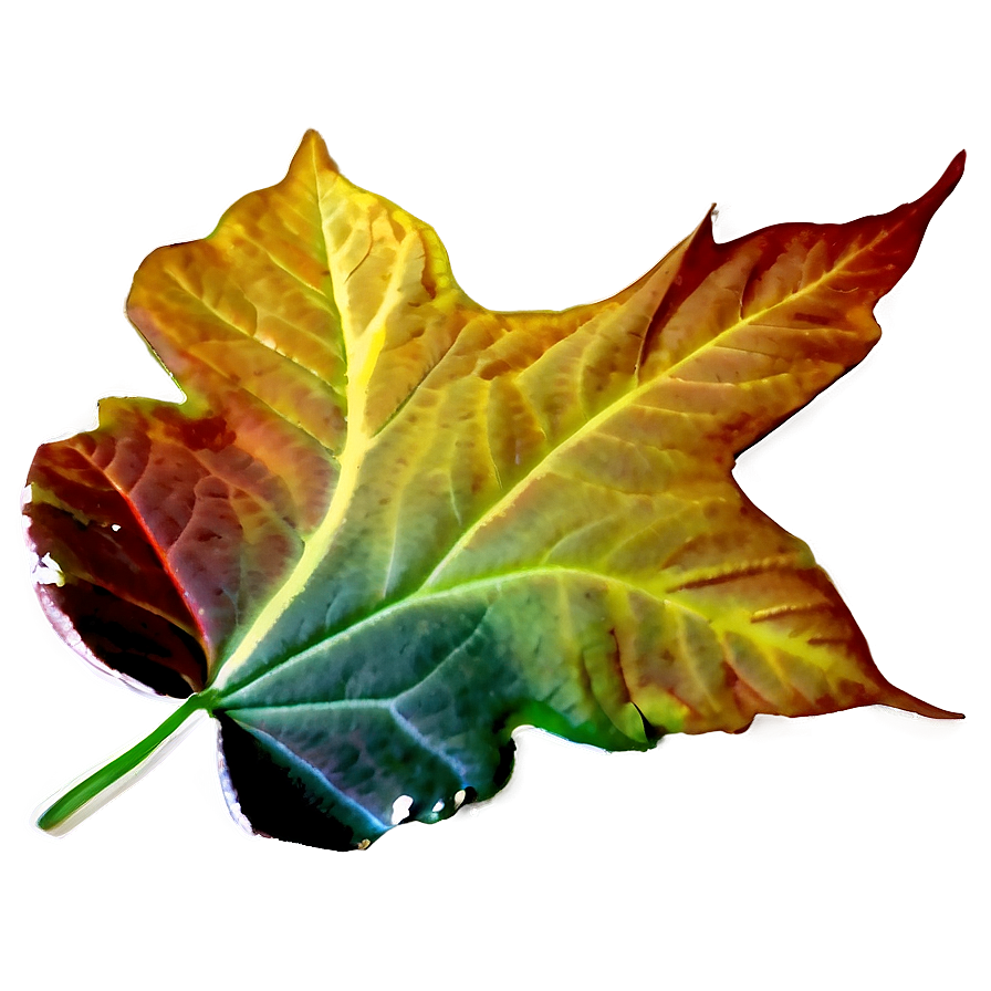 Fall Leaf On Black Png 05252024