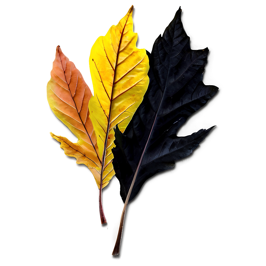 Fall Leaf On Black Png Wci40