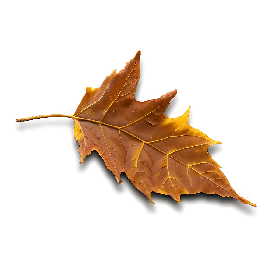 Fallen Leaves In The Park Png Ysk