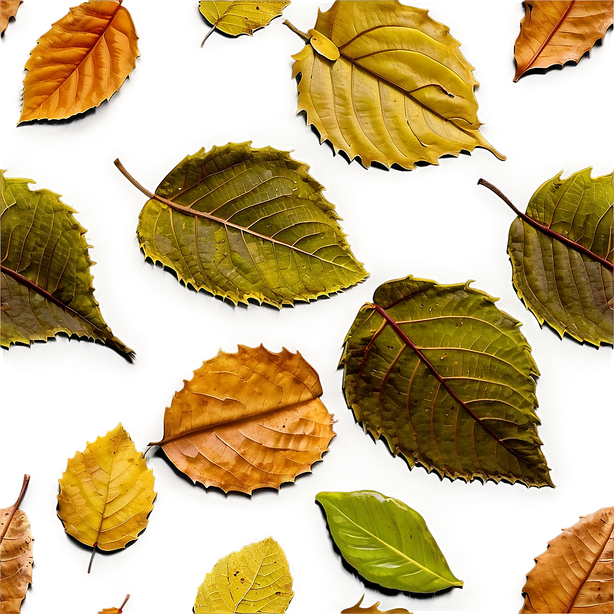 Fallen Leaves On Mossy Ground Png Owj51