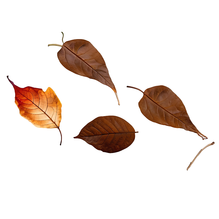 Fallen Leaves Underfoot Png 06292024