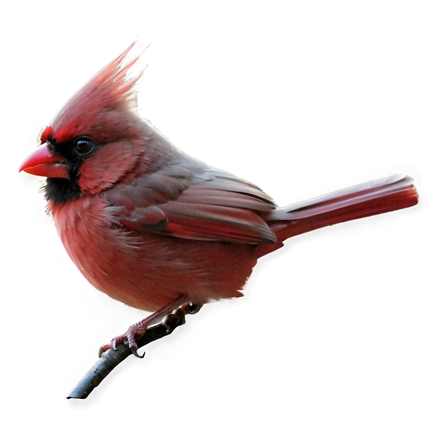 Fantasy Cardinal Png 52