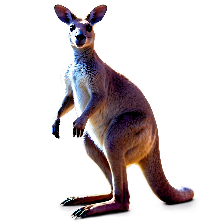 Fantasy Kangaroo Png 39