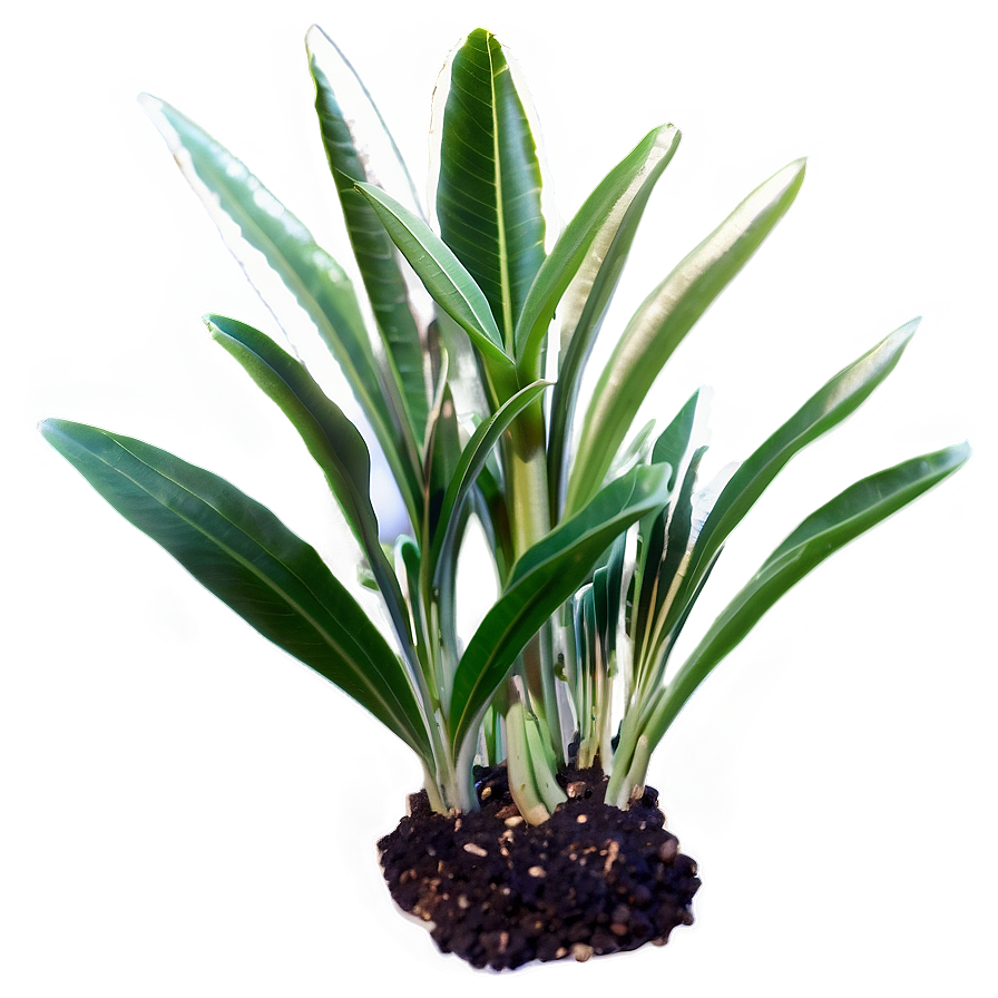 Fast Growing Plants Png 20