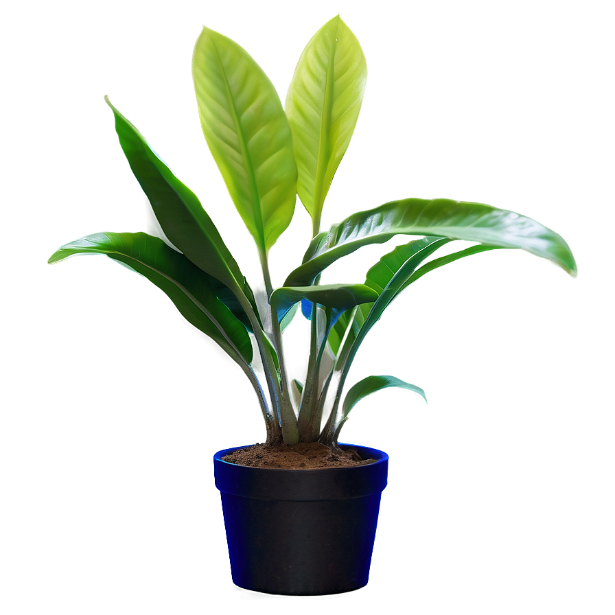 Fast Growing Plants Png Vev