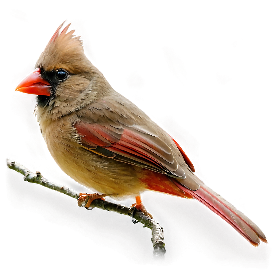 Female Cardinal Png Kww69