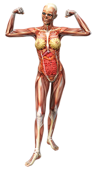 Female_ Muscular_ System_ Pose