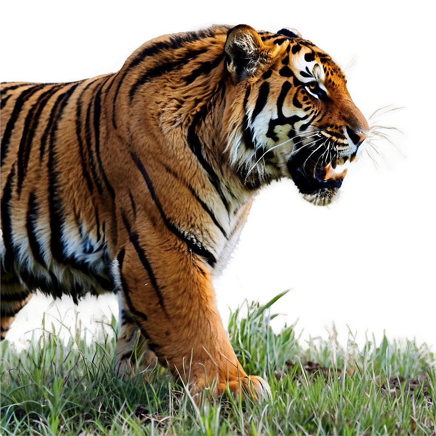 Feral Tiger In Action Png Jjh