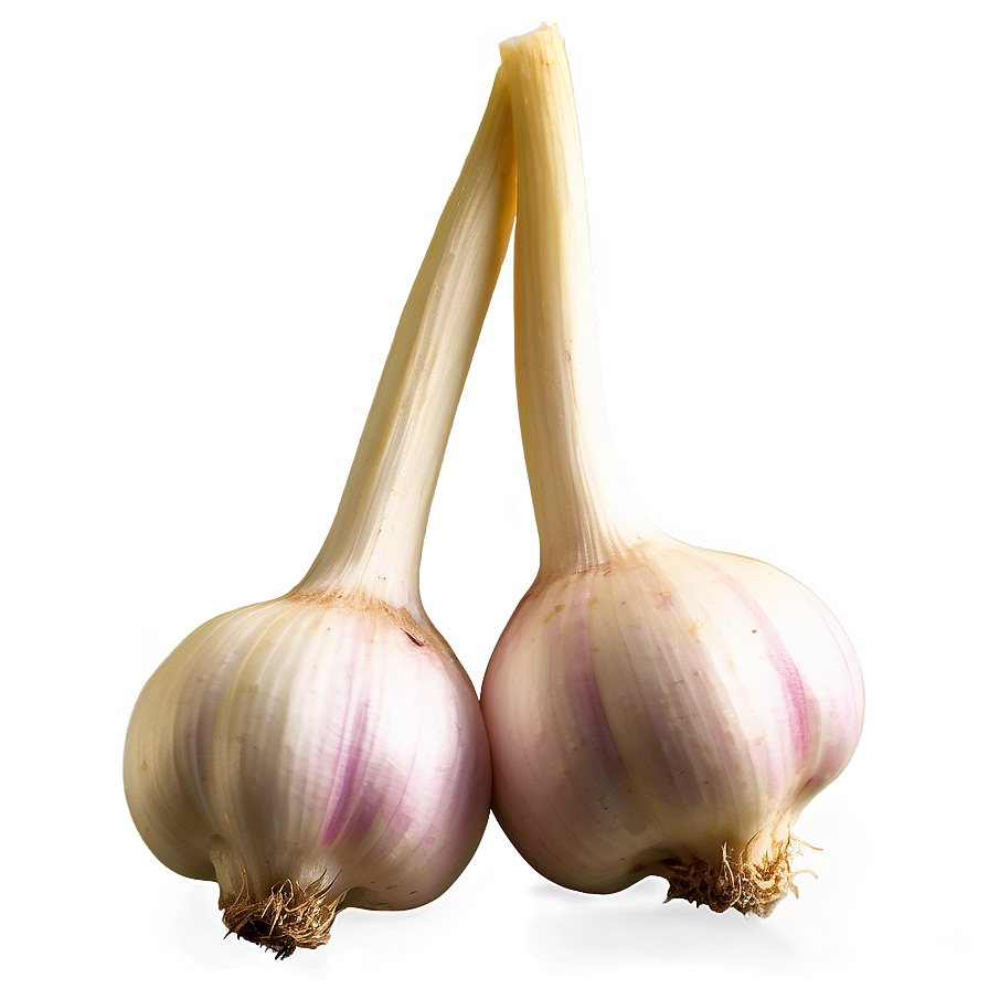 Fermented Garlic Png 05242024