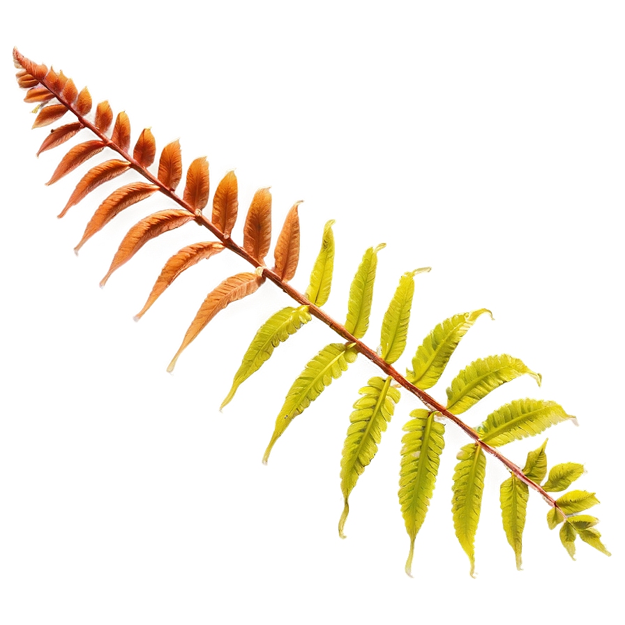 Fern Leaf In Natural Habitat Png 06282024