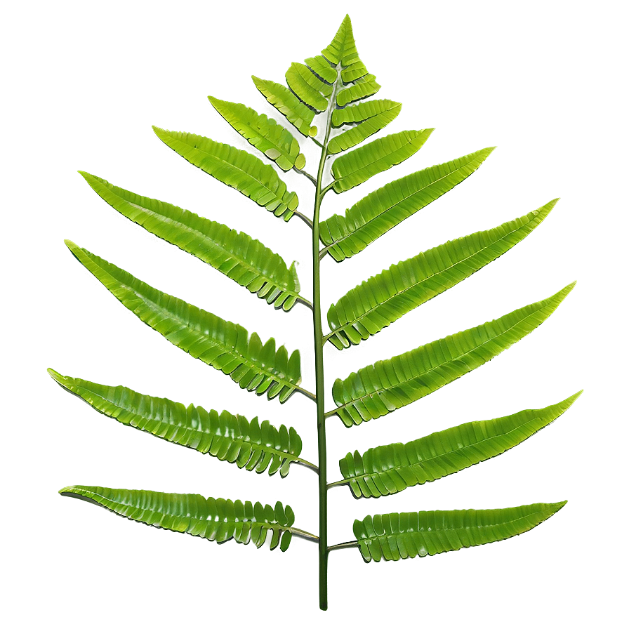 Fern Leaf Outline Png 06282024