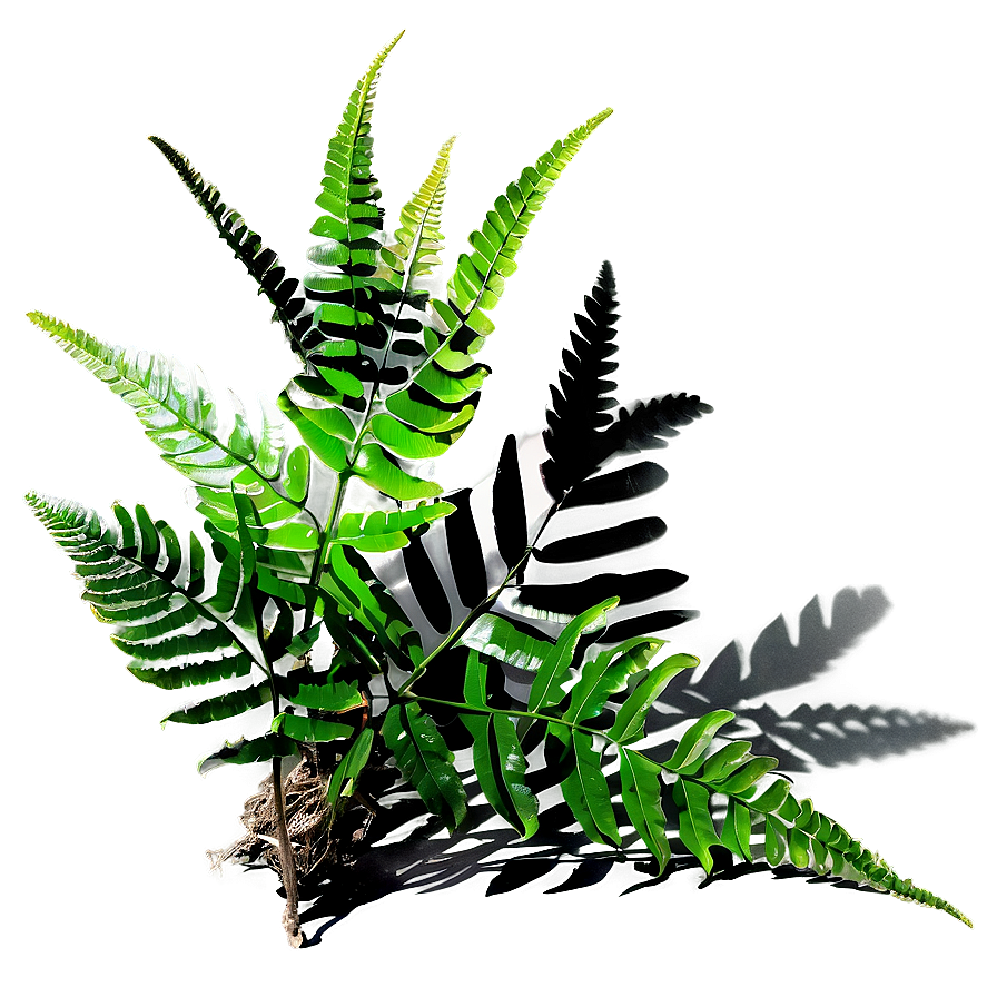 Fern Plant Shadow Display Png 85