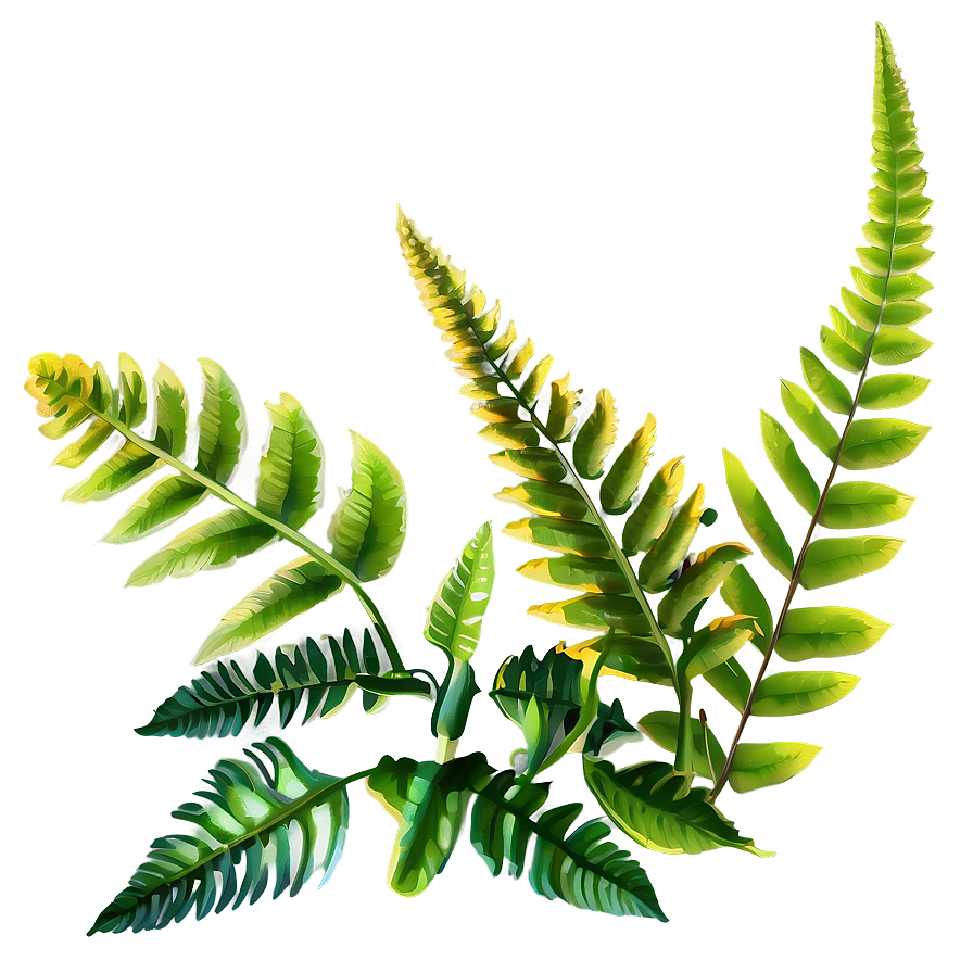 Ferns Plants Png 05042024