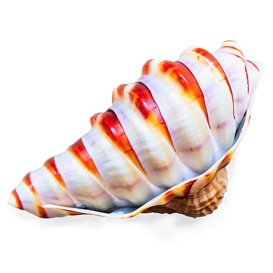 Festive Conch Shell Png Oxr96