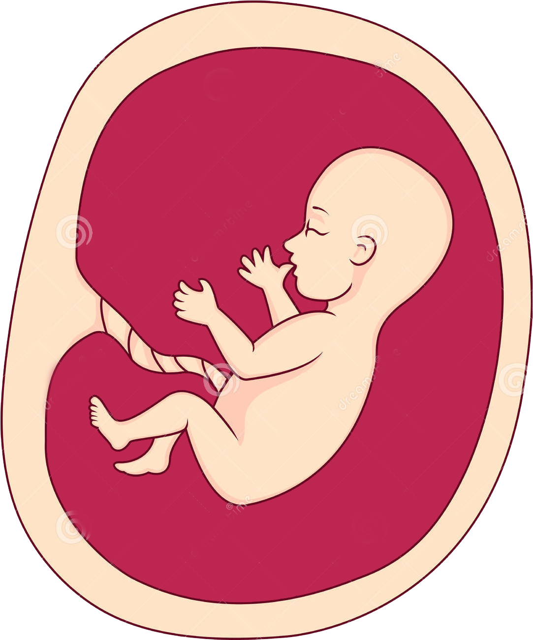 Fetal Development Illustration