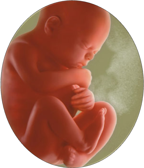 Fetal Developmentin Womb