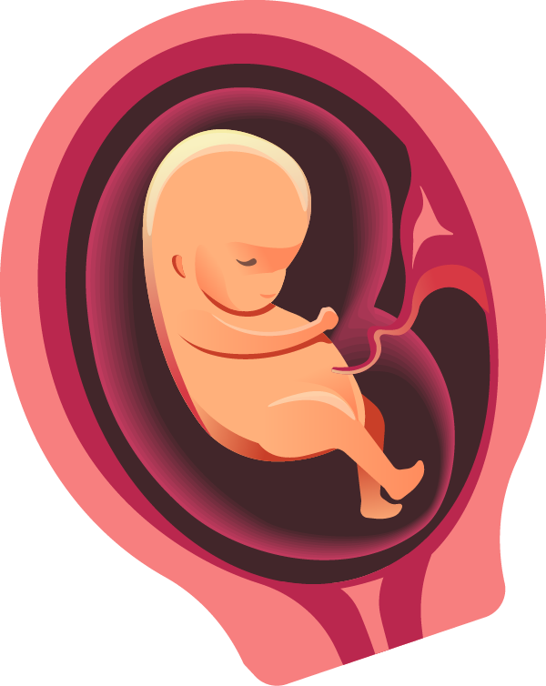 Fetal Developmentin Womb Illustration