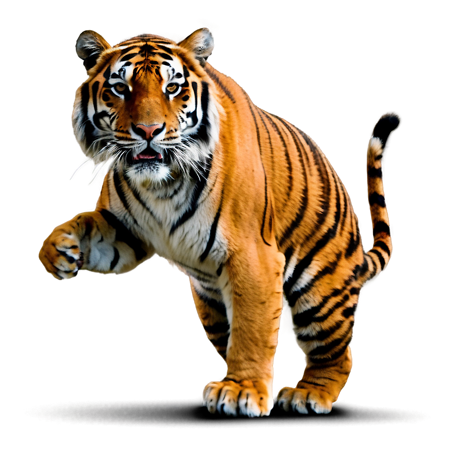 Fierce Tiger Stance Png 19