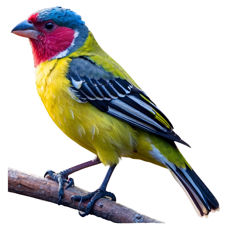 Finch Bird Colorful Png 38