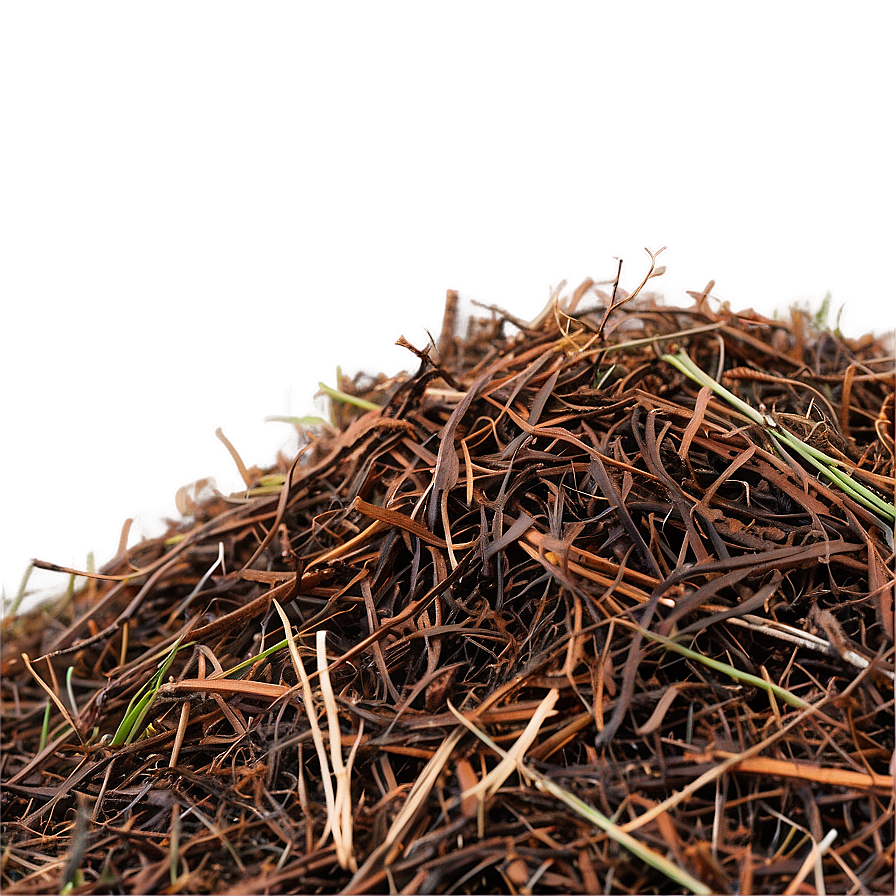 Fine Pine Needle Mulch Png 06132024