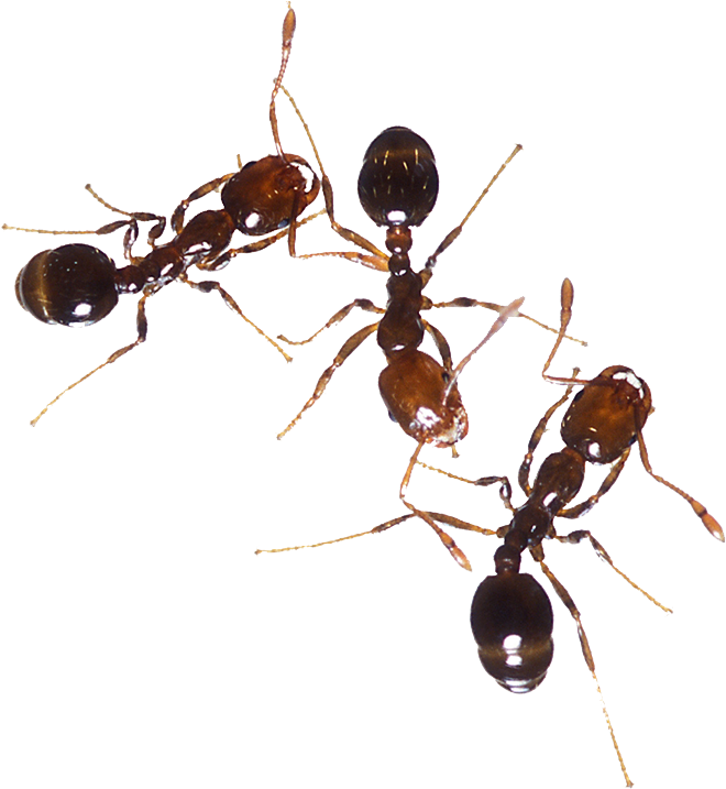 Fire Ants Interaction768x834.png