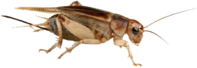 Firefly_ Closeup.png