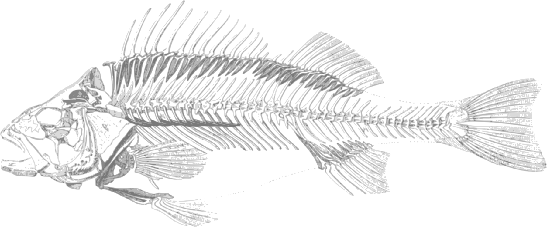 Fish Skeleton Illustration