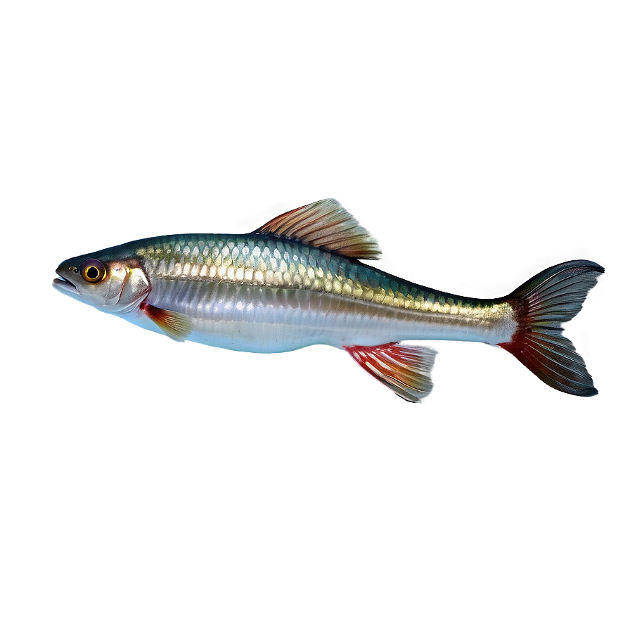 Fish Tail Transparent Png 86