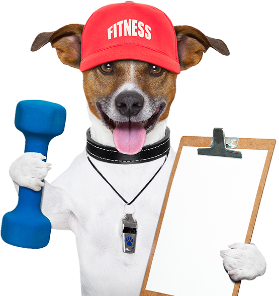 Fitness Dog Personal Trainer