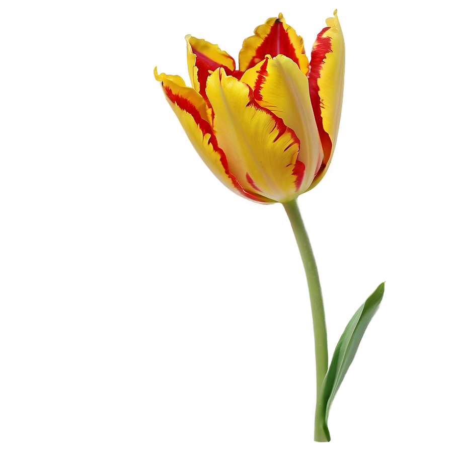 Flaming Tulip Png 05212024