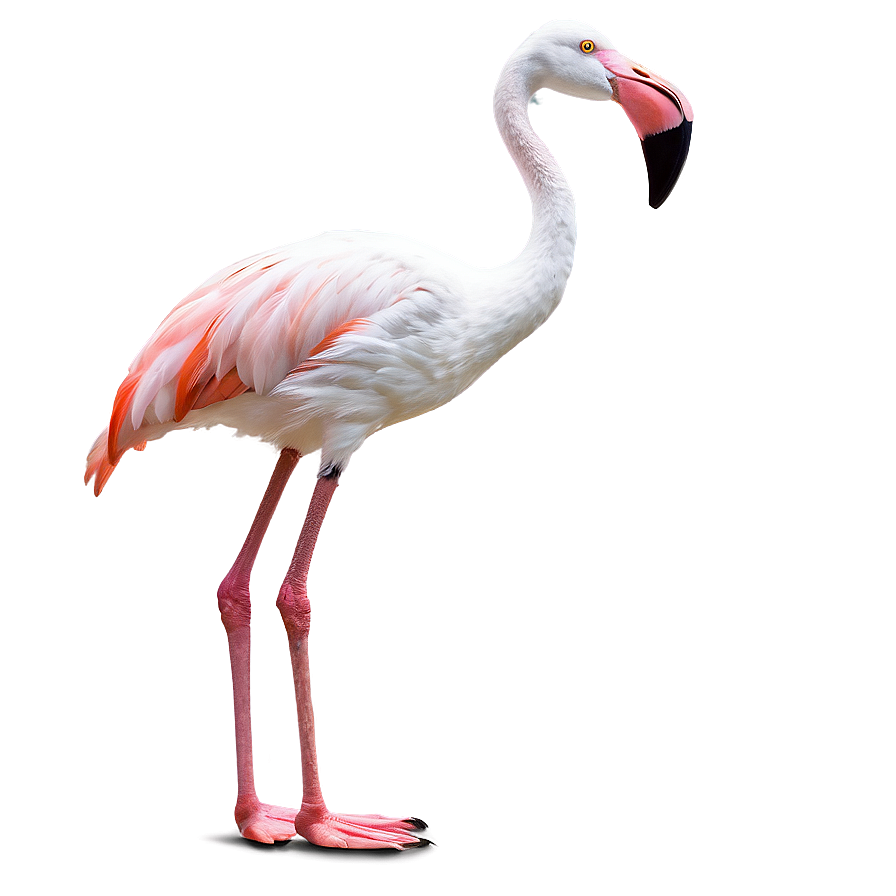 Flamingo Bird Stand Png 98