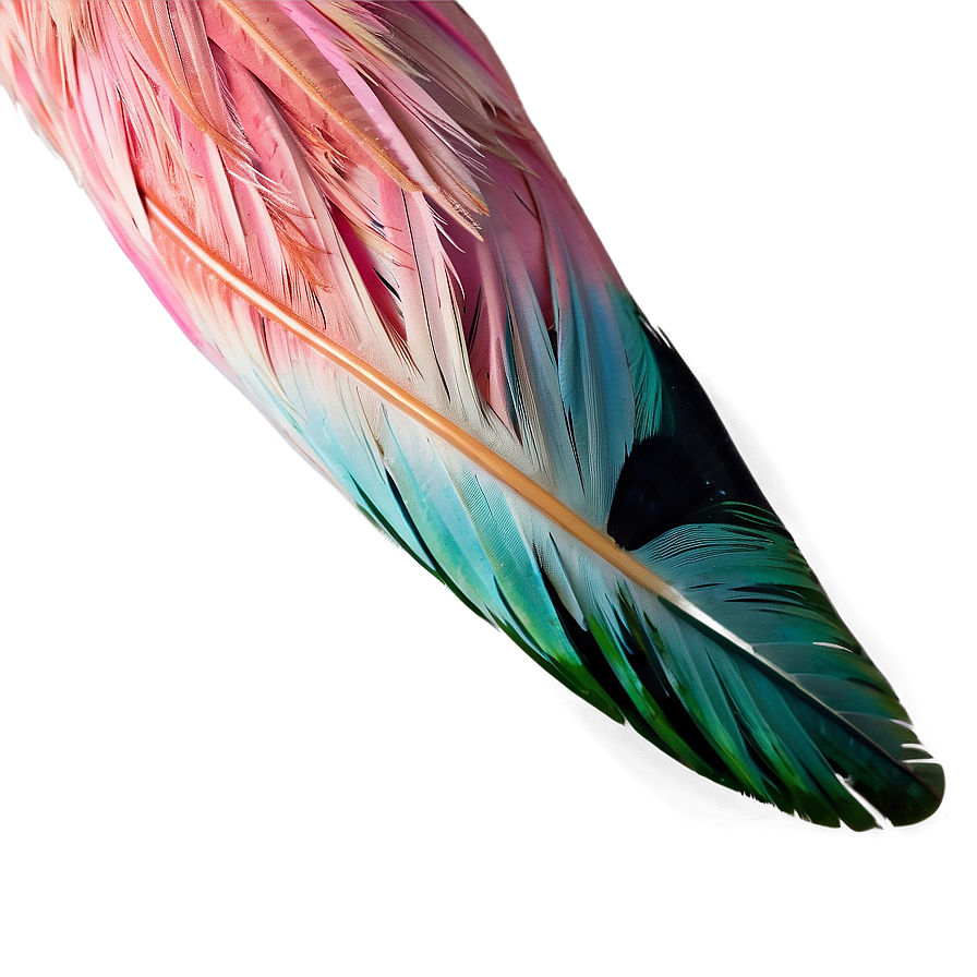 Flamingo Feather Detail Png Ibu24