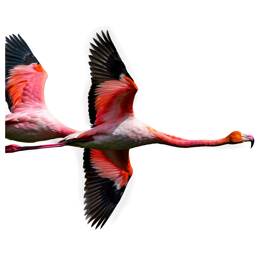Flamingo Flock In Flight Png Osu
