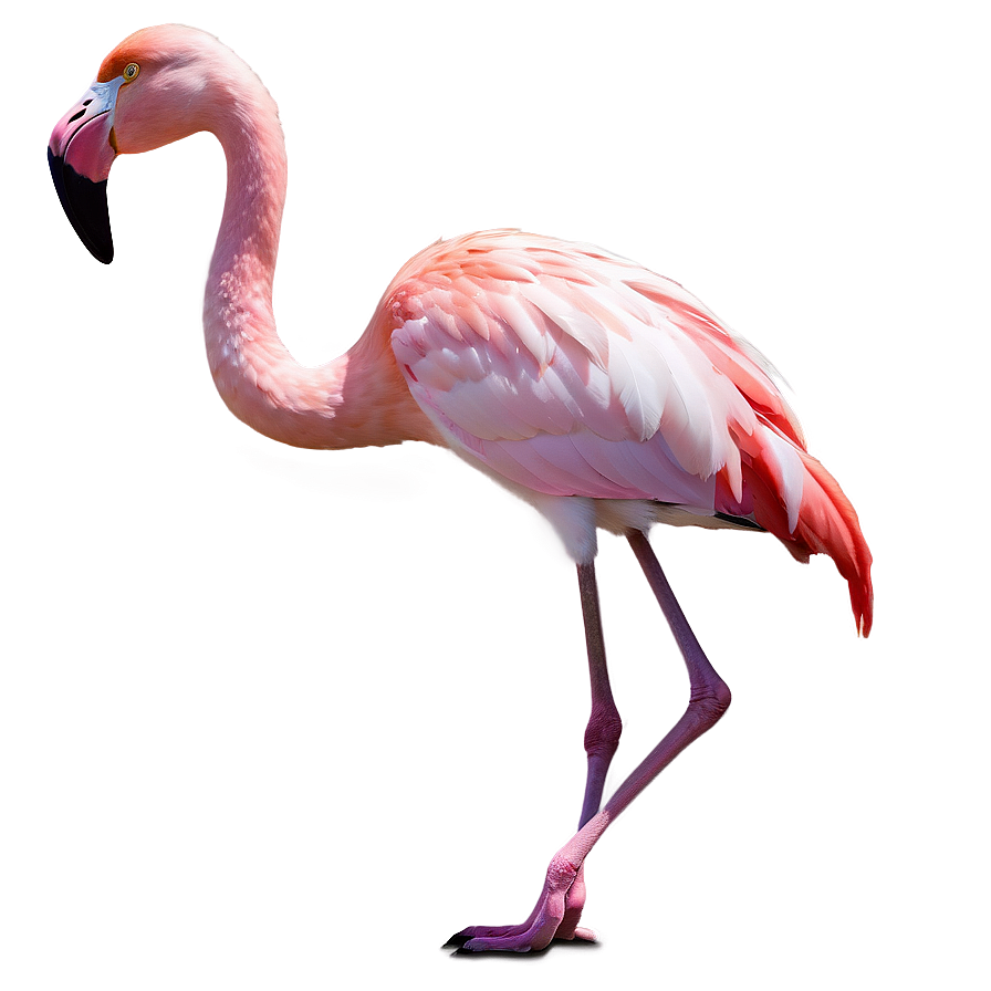 Flamingo In Fantasy Land Png 33