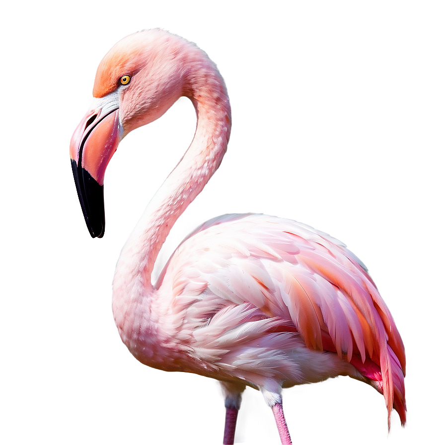 Flamingo In Pastel Colors Png 06292024