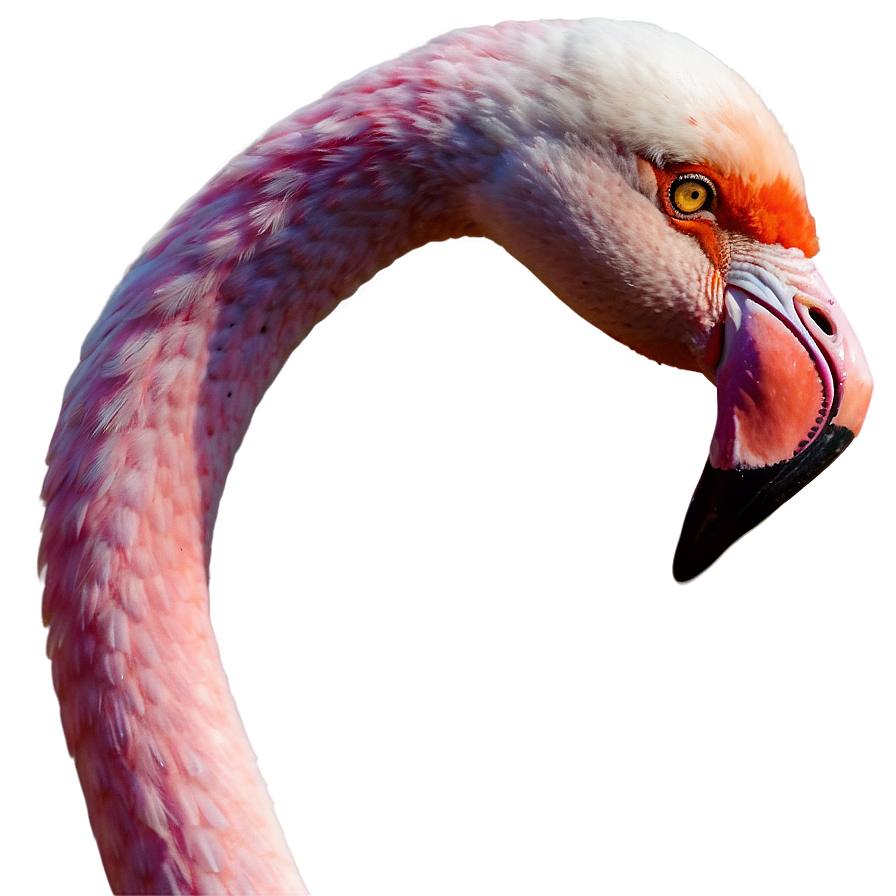 Flamingo Safari Adventure Png 05062024
