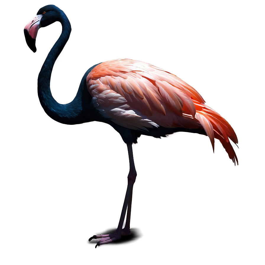 Flamingo Silhouette Png Tap50