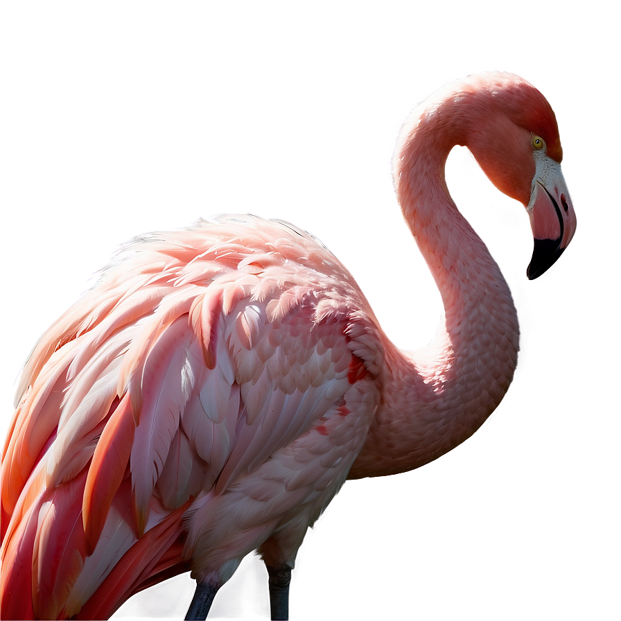 Flamingo Silhouette Sunset Png Lgp