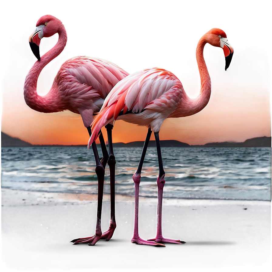 Flamingo Silhouette Sunset Png Vrx76