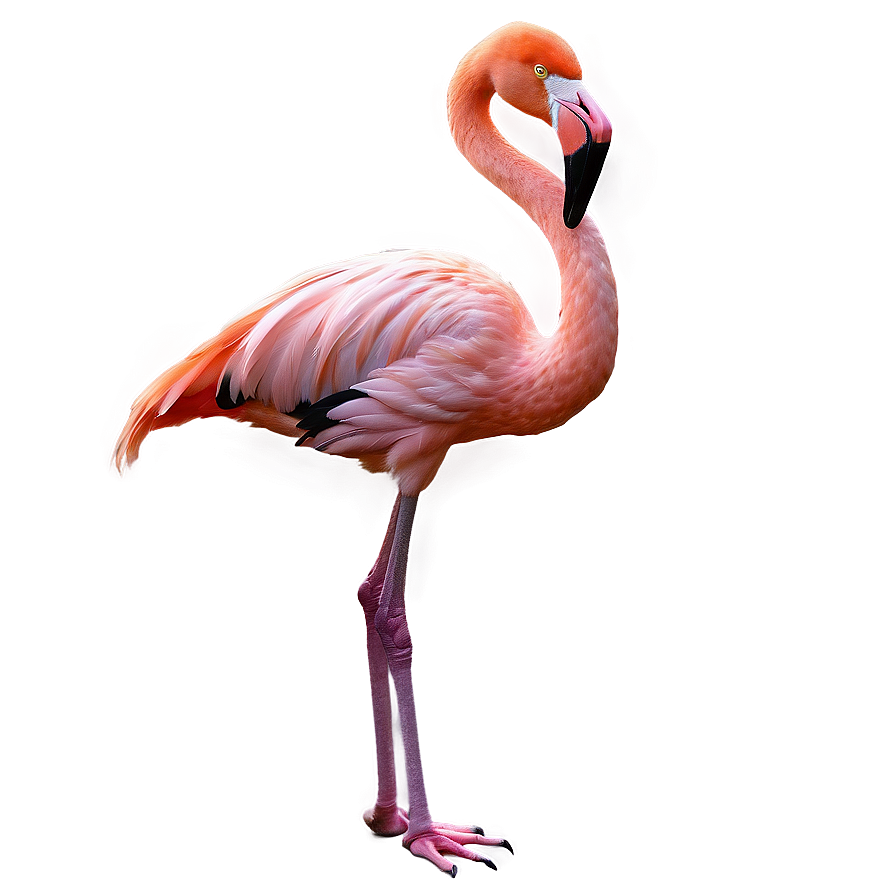 Flamingo Sunset Background Png 05062024