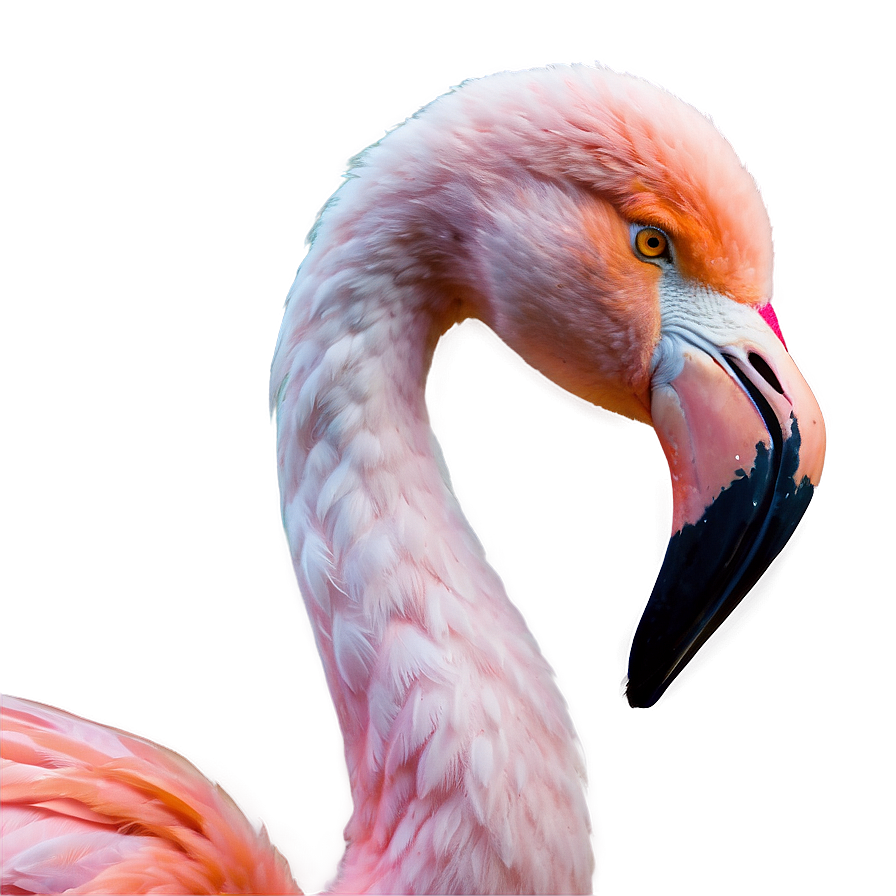 Flamingo Wedding Theme Png Elv18