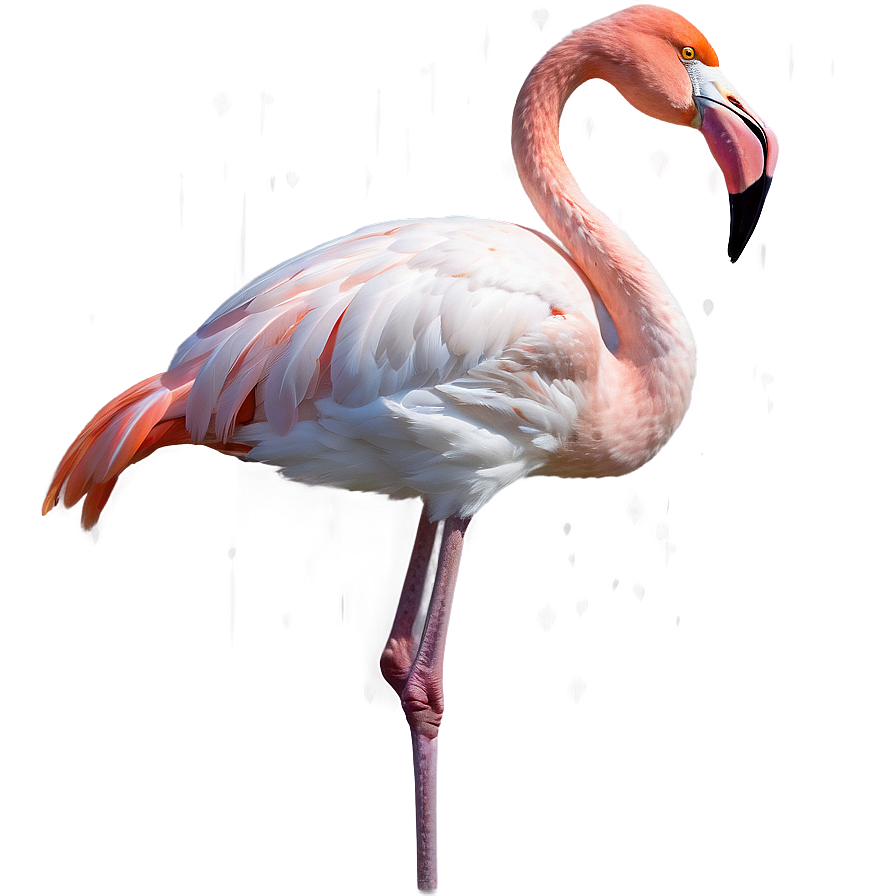 Flamingo Winter Wonderland Png Geo