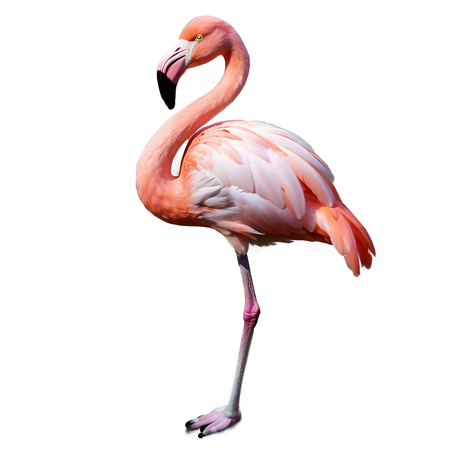Flamingo With Flower Crown Png Xyr47