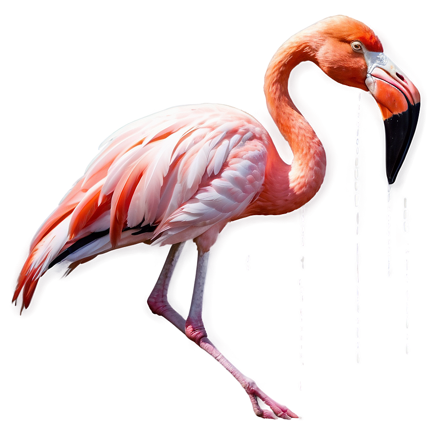 Flamingos A