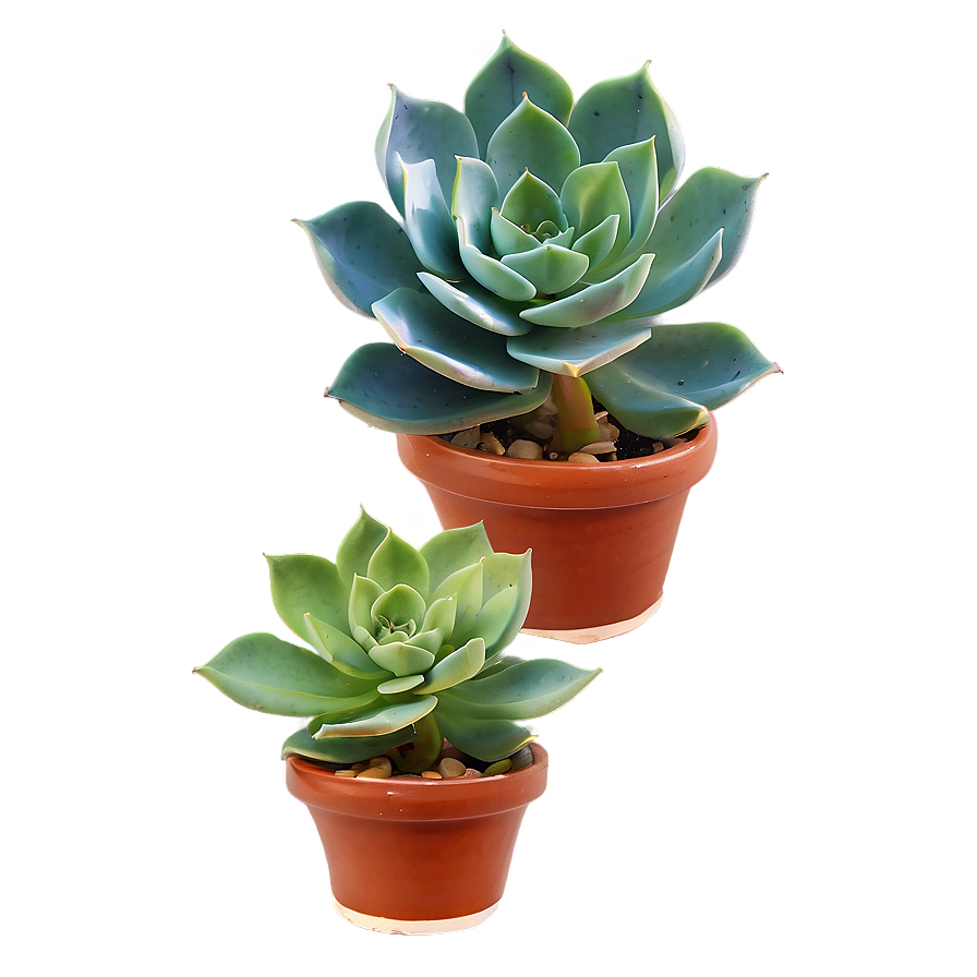 Fleshy Succulent Png 05242024