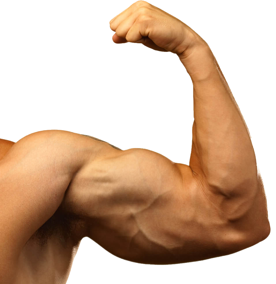 Flexed Bicep Muscular Arm.png