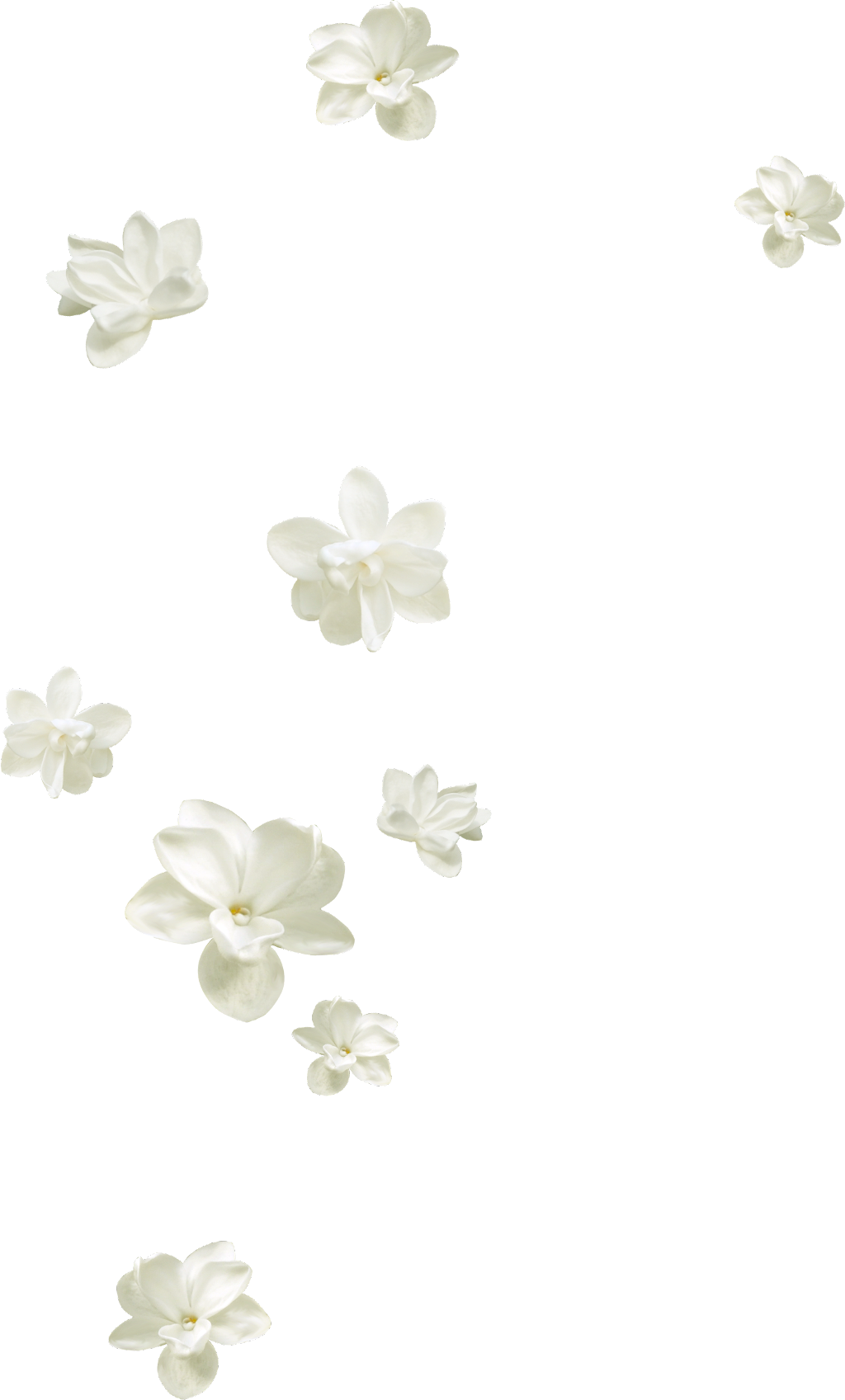 Floating Jasmine Flowers Pattern