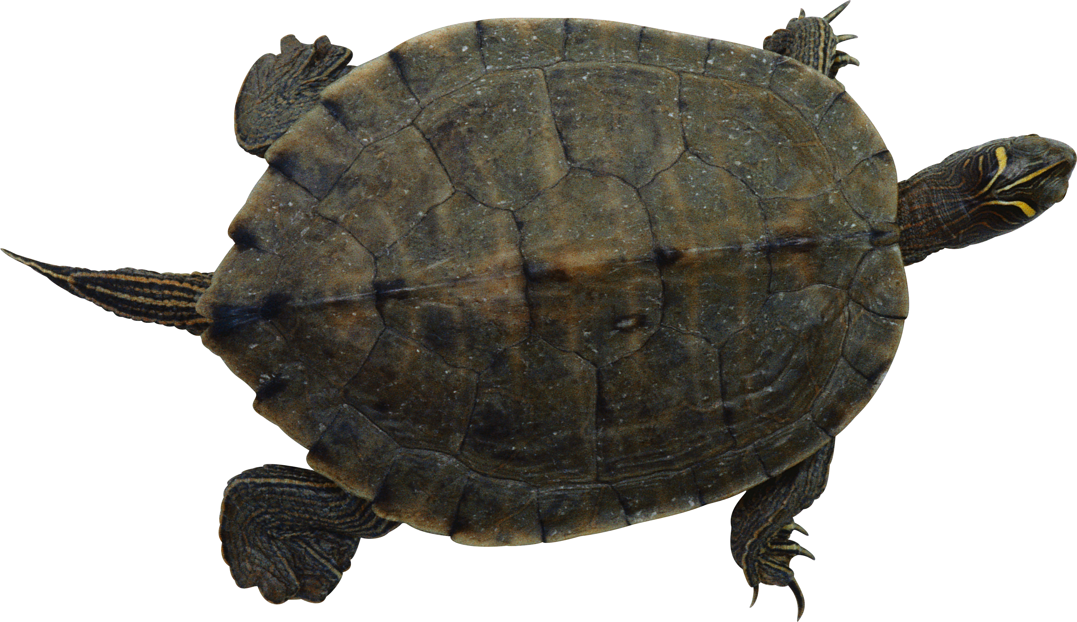 Floating Turtle Transparent Background